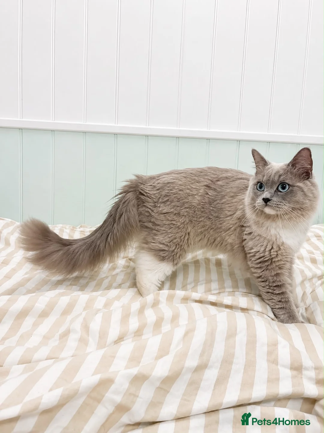 Ragdoll cats for sale: Tica registered blue mink mitted ragdoll(Cherubim) in Droitwich - Advert 3