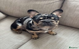 French Bulldog dogs for sale: 2 girls looking for forever home - Image 10