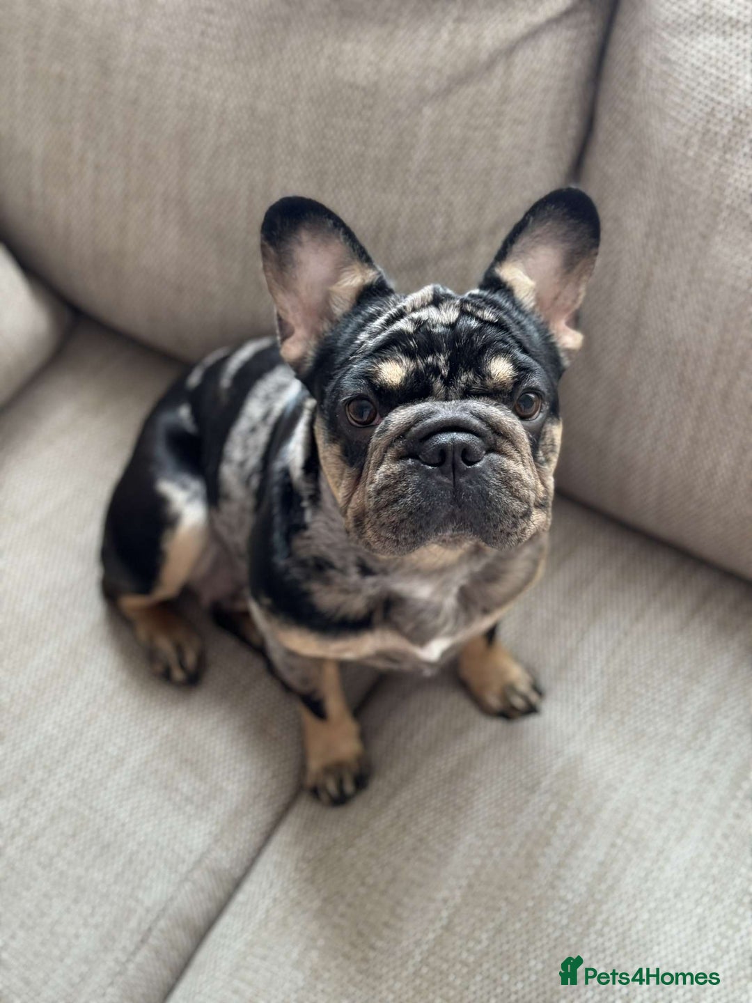 French Bulldog dogs for sale: 2 girls looking for forever home - Image 10