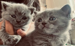 British Shorthair cats for sale: Pure British short hair  - Image 2