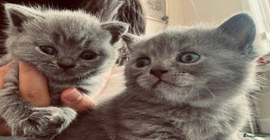 British Shorthair cats - Advert 10