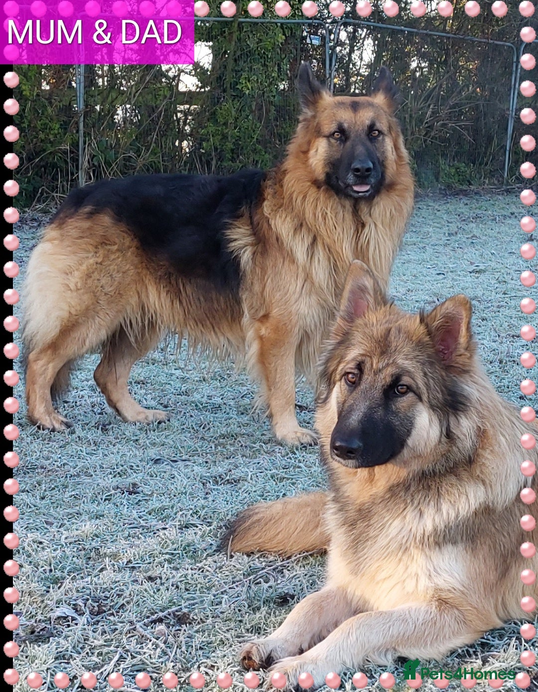 German Shepherd dogs 6 baby bears - Advert 1
