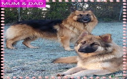 German Shepherd dogs for sale: 6 baby bears - Image 1