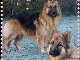 German Shepherd dogs 6 baby bears - Advert 1