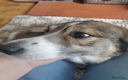 Mixed Breed dogs for adoption: Meet Bonnie, currently residing in Leeds in Leeds - Image 21