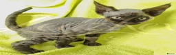 Devon Rex cats for sale: GCCF registered Devon Rex Kittens - Advert 11