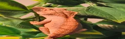 Gecko reptiles for sale: Baby Harley Quinn Crested Gecko  in South Shields - Advert 2