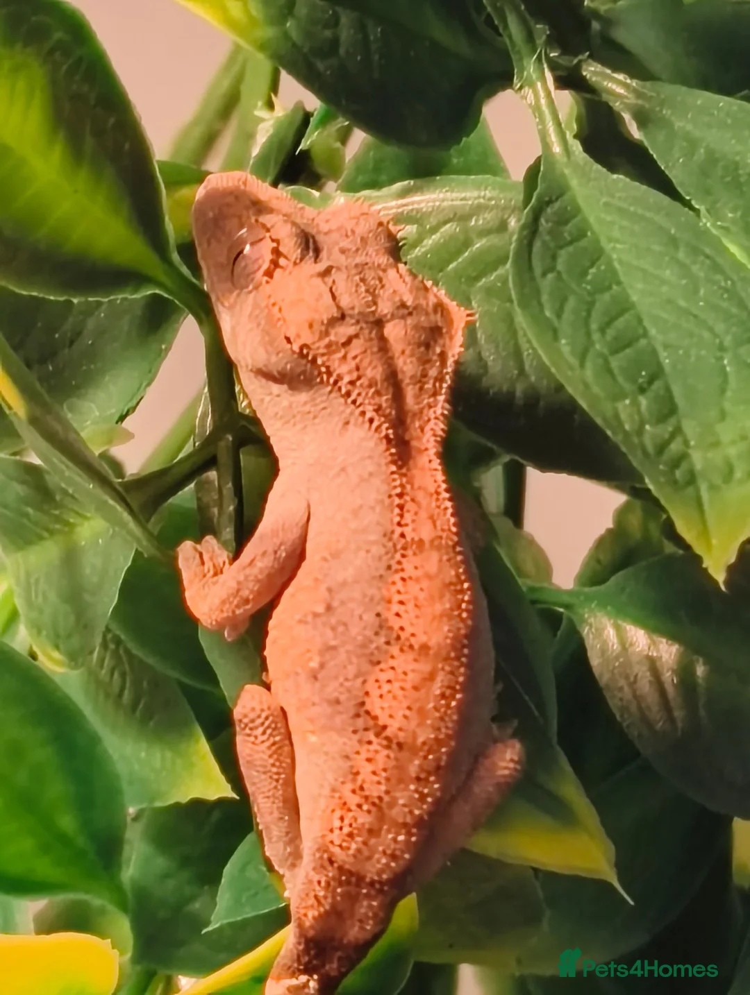 Gecko reptiles for sale: Baby Harley Quinn Crested Gecko  in South Shields - Advert 2