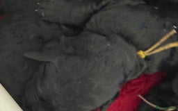 Mixed Breed dogs for sale: 5* medium half Australian labradoodles - Image 10