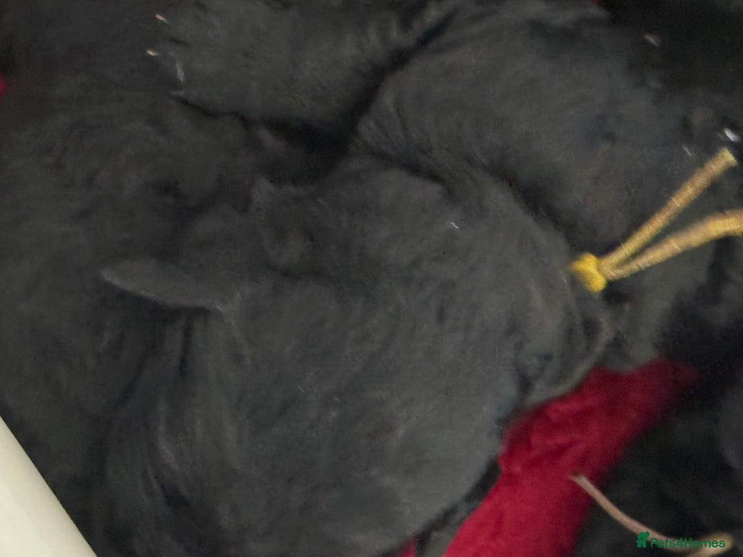 Mixed Breed dogs for sale: 5* medium half Australian labradoodles - Image 10