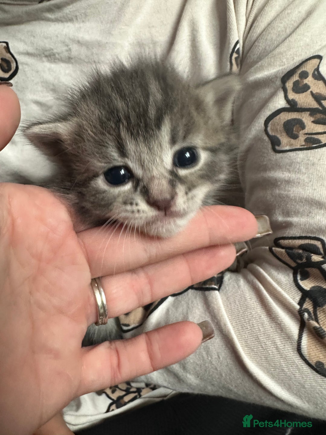 Mixed Breed cats for sale: 3 beautiful greys and a stunning cream kitten - Image 8