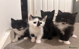 British Longhair cats for sale: 2 kittens Left - Image 1
