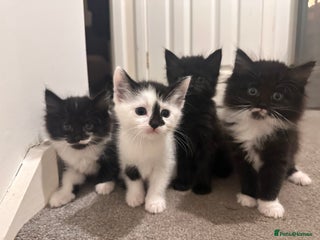 British Longhair cats - Advert 6