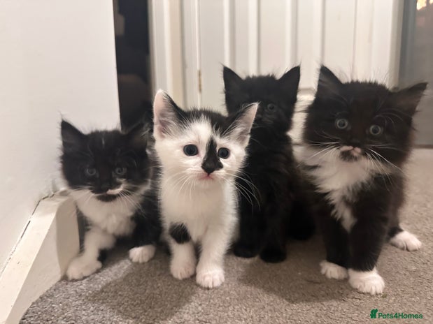 British Longhair cats - Advert 7