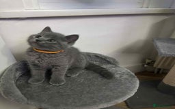 British Shorthair cats for sale: Shorthair Kittens for Sale - Champion Bloodline - Image 5