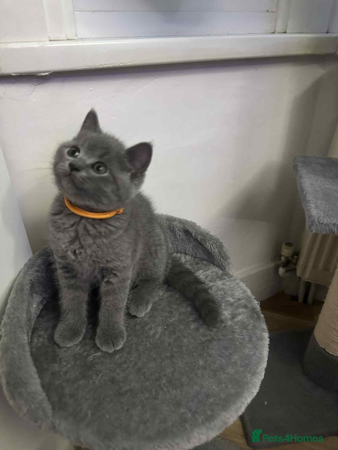 British Shorthair cats for sale: Shorthair Kittens for Sale - Champion Bloodline - Image 5