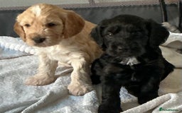 Cockapoo dogs for sale: Boys cockerpoo puppies - Advert 1