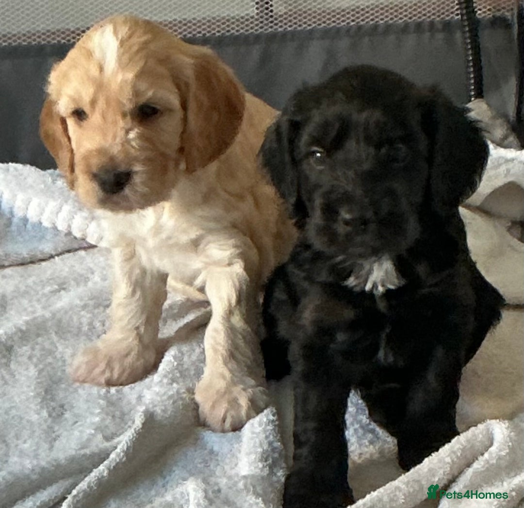 Cockapoo dogs for sale: Boys cockerpoo puppies - Advert 1