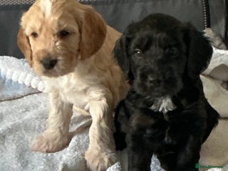 Cockapoo dogs Boys cockerpoo puppies - Advert 2