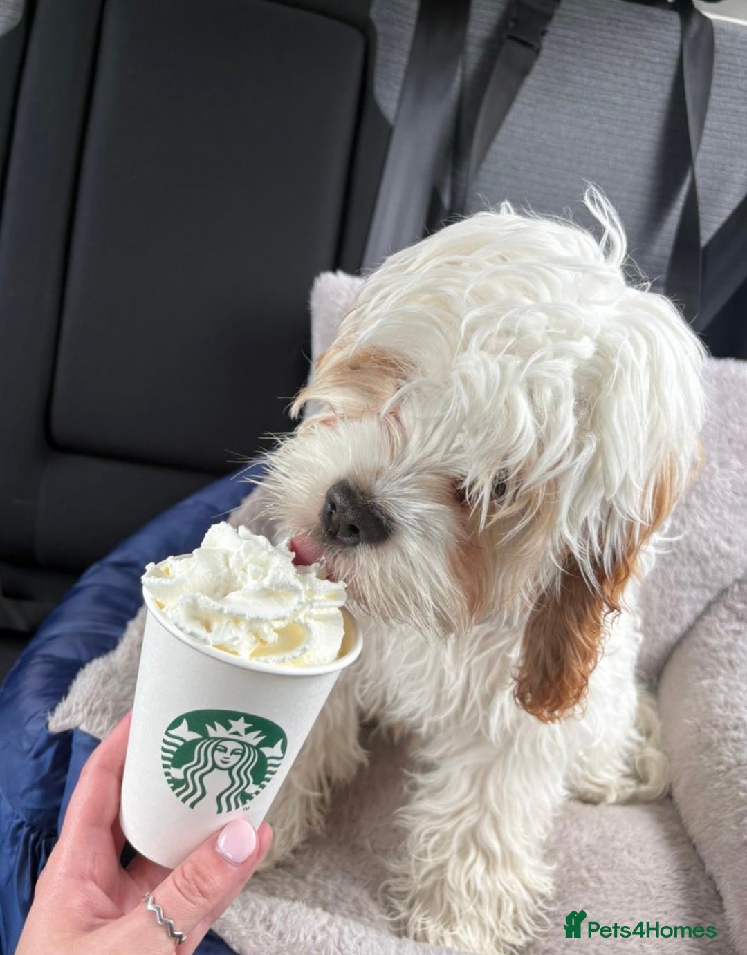 Cavapoo dogs for sale: Miniature Australian Cavadoodles - Image 18