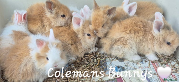 Lionhead rabbits in Worcester - Advert 5