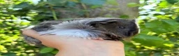 Guinea Pig rodents for sale: LOTS !!! very Friendly baby boy guinea pigs 🩵 - Advert 8