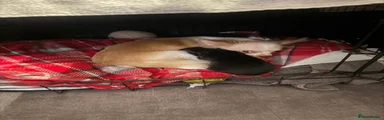 Chihuahua Puppy 2