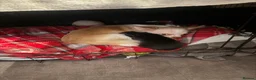 Chihuahua dogs for sale: Pablo and Diego  in Bolton - Advert 2
