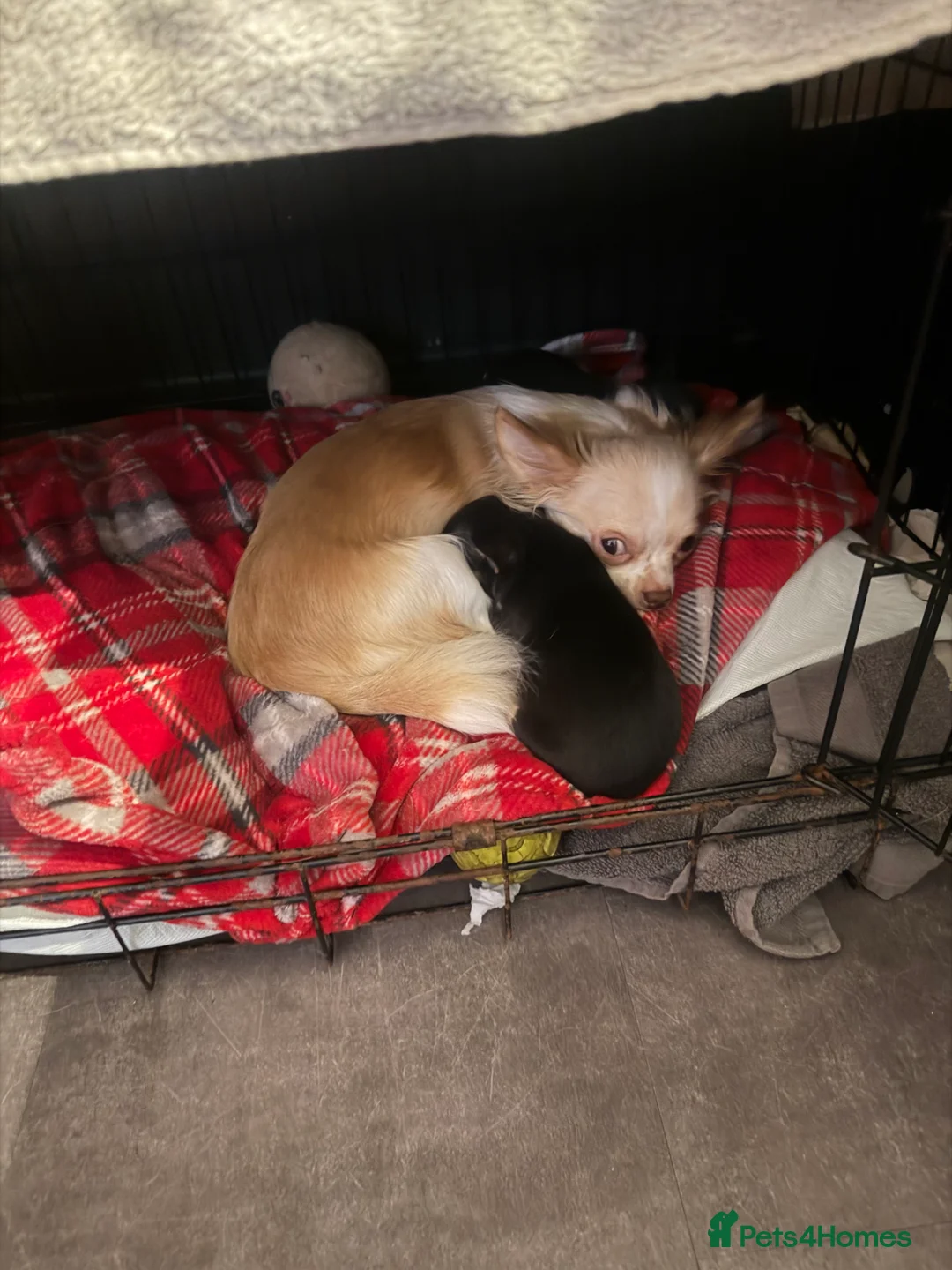 Chihuahua dogs for sale: Pablo and Diego  in Bolton - Advert 2
