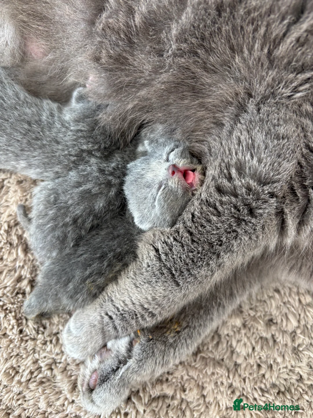 British Shorthair cats for sale: NEW BABIES ARRIVED GCCF British Shorthair Kittens in Tunbridge Wells - Advert 8