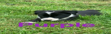 Border Collie 2
