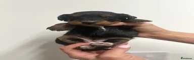 Cockapoo 5