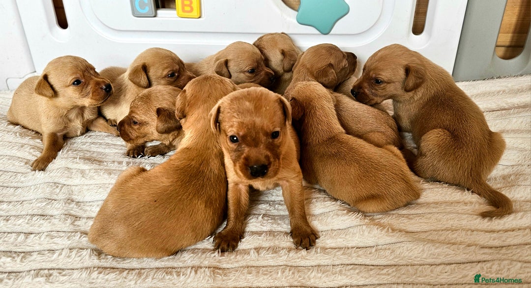 Labrador Retriever dogs for sale: THE LAST KC FOX RED GIRL READY TO LEAVE NOW  - Image 24
