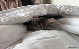 Mixed Breed cats for sale: Grey tabby kitten  - Image 2