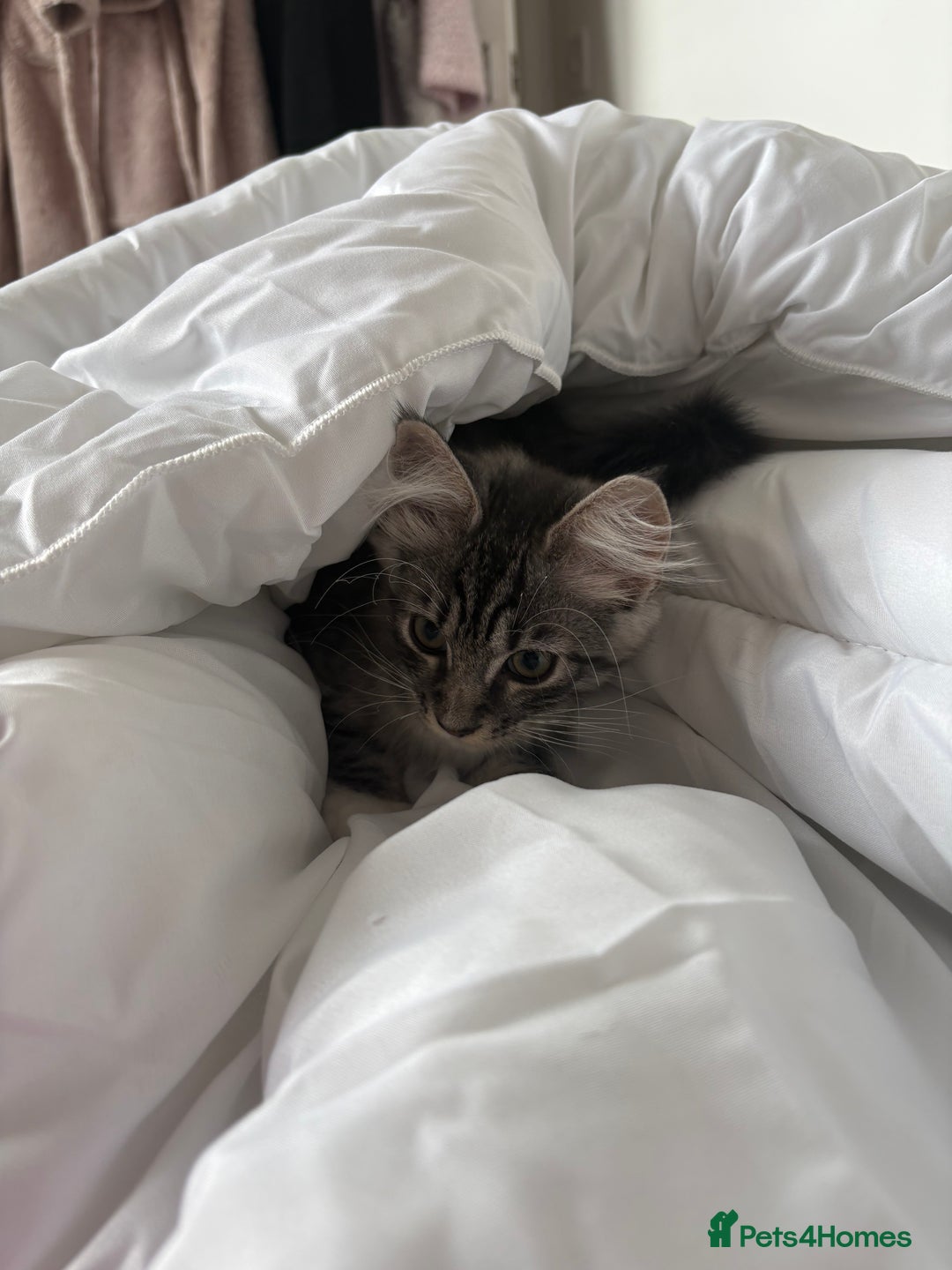 Mixed Breed cats for sale: Grey tabby kitten  - Image 2