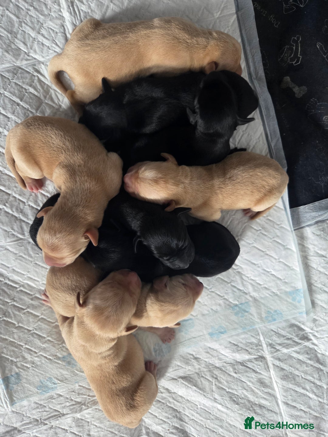 Labrador Retriever dogs for sale: Labrador puppies  - Image 3