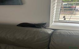 Russian Blue cats for sale: Blue Russian  - Image 1
