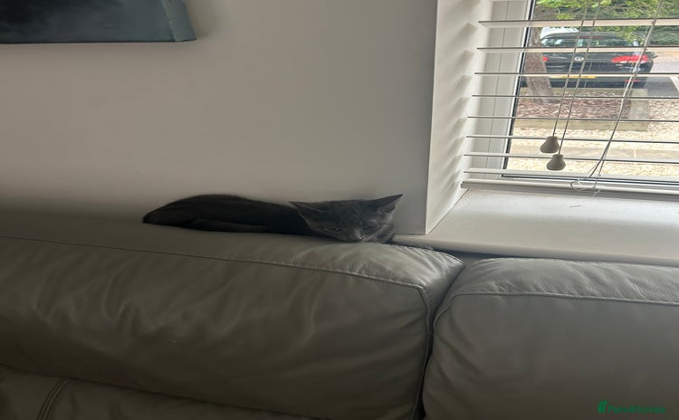 Russian Blue cats - Advert 1