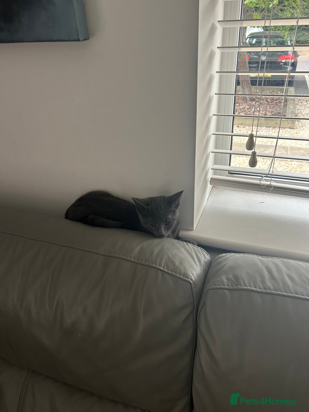 Russian Blue cats for sale: Blue Russian  - Image 1
