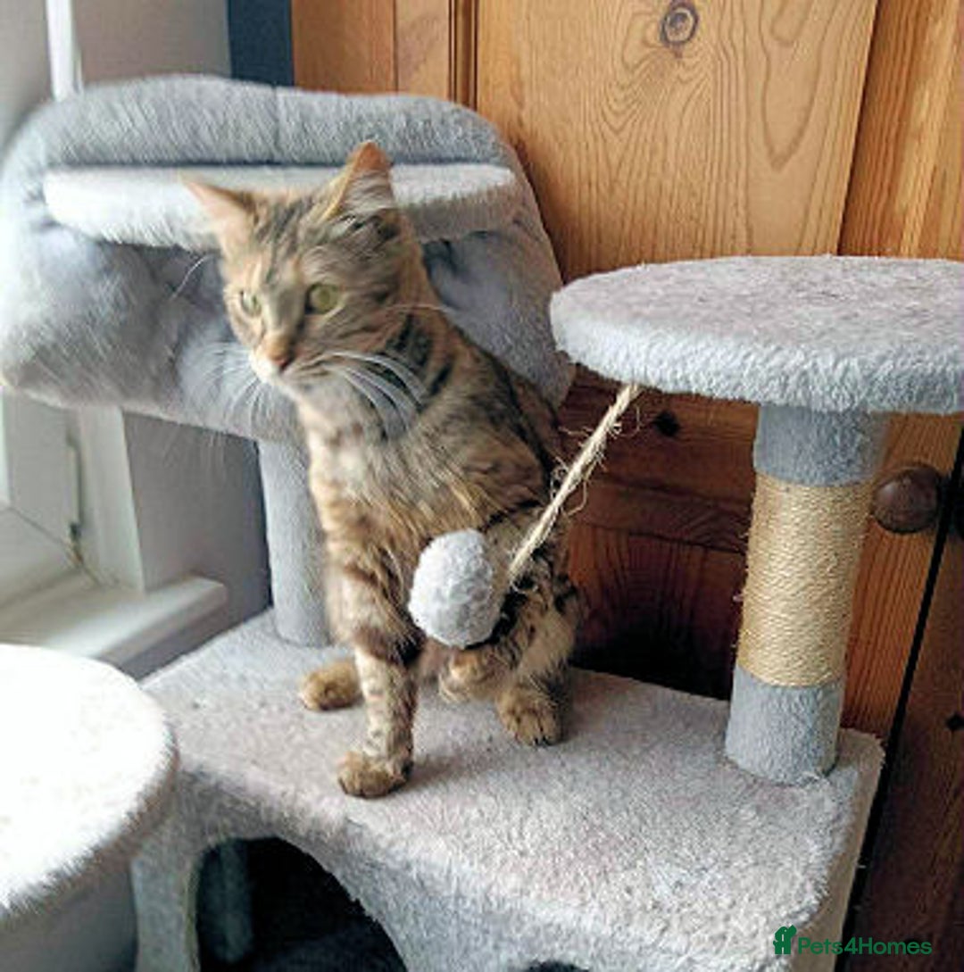Mixed Breed cats for adoption: KOVA. - Image 2
