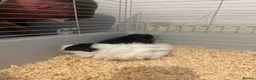 Guinea Pig rodents for sale: Guinie pigs for sale  in Wolverhampton - Advert 4