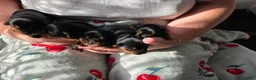 Yorkshire Terrier dogs for sale: 💕Yorkshire Terrier puppies.💕 - Advert 6