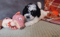 Cockapoo dogs for sale: Fully Vaccinated Best Friend Sofa Companions 🥰   - Image 14