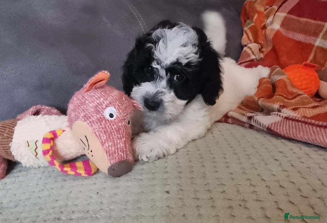 Cockapoo dogs for sale: Fully Vaccinated Best Friend Sofa Companions 🥰   - Image 14