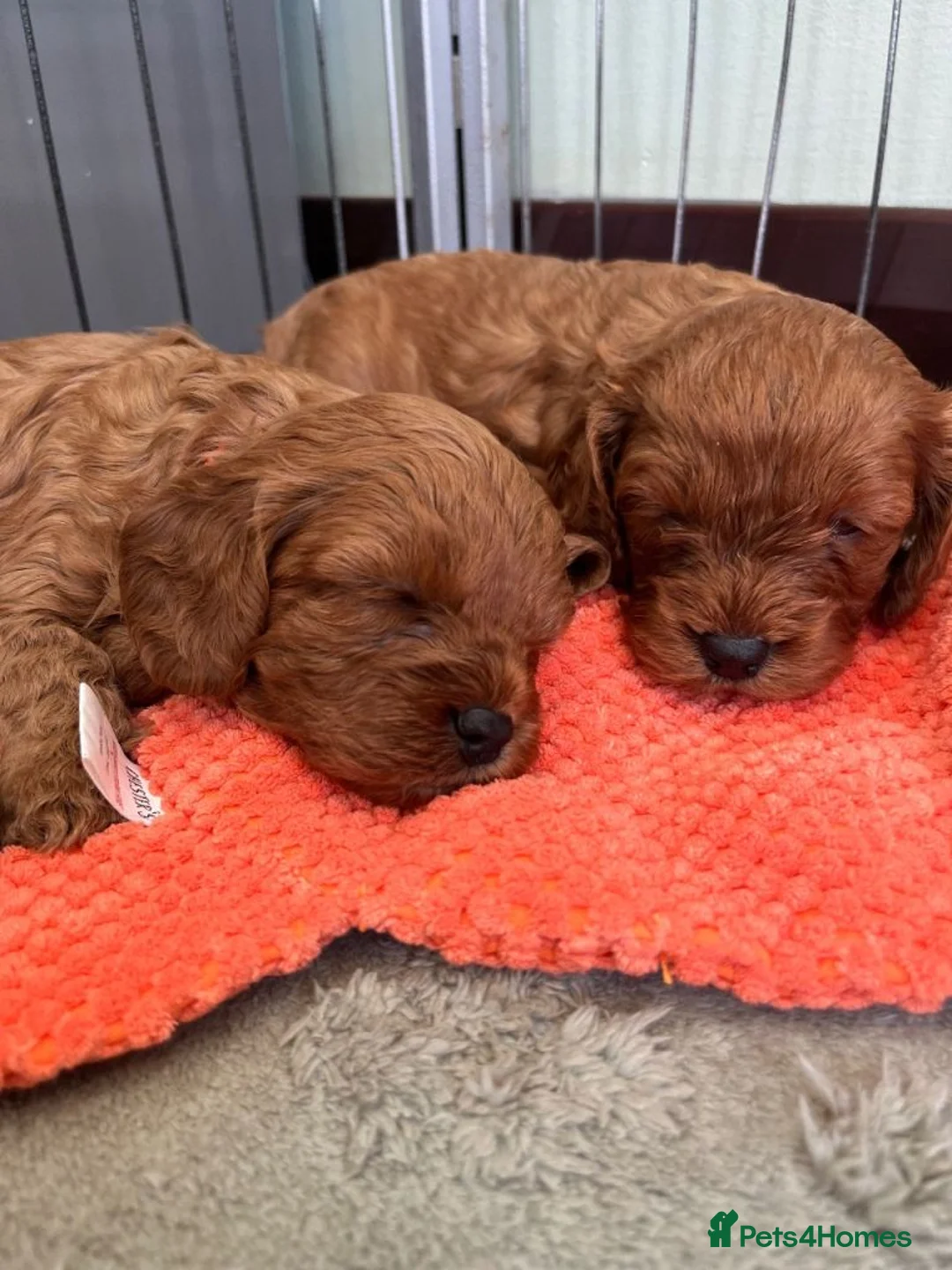 Cavapoo dogs for sale: Outstanding Cavapoo Puppies Seeking Forever Homes - Advert 2