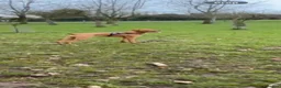 Mixed Breed dogs for sale:  Female doberdor - Advert 5