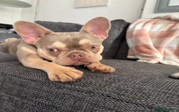 Mixed Breed dogs for sale: Rehoming - Please read the description  - Image 5