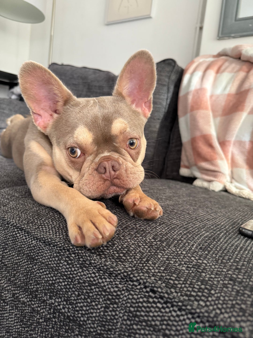 Mixed Breed dogs for sale: Rehoming - Please read the description  - Image 5