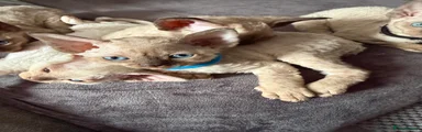 Devon Rex Kitten 5
