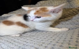 Domestic Shorthair cats for sale: Real life Garfield🤩 - Image 40